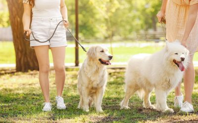 Best Countryside Walks Near Pet-Friendly Cabins in Branson, MO